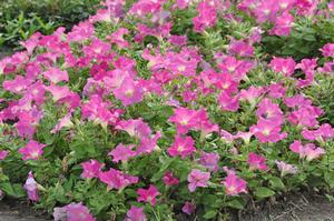 Petunia x hybrida 'Ray Series' Petunia from Kansas Roots