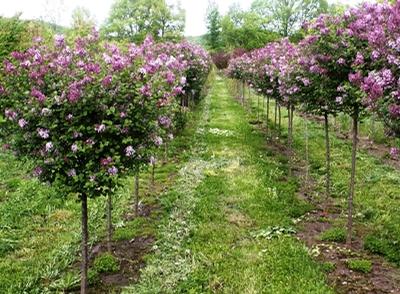 Syringa meyeri 'Palibin' Dwarf Korean Lilac from Kansas Roots