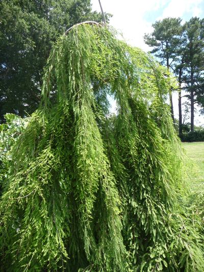 Taxodium distichum 'Cascade Falls' Weeping Bald Cypress from Kansas Roots