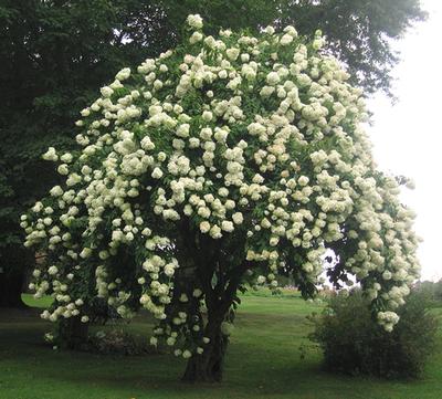 Viburnum lentago Nannyberry from Kansas Roots