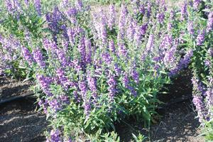 Angelonia 'Serena White' Summer Snapdragon from Kansas Roots