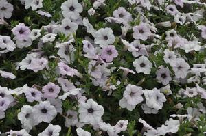 Petunia x hybrida 'Tidal Wave® Series' Petunia from Kansas Roots