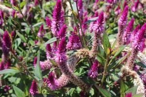 Celosia argentea var. spicata 'Asian Garden' Flamingo Feather from Kansas Roots