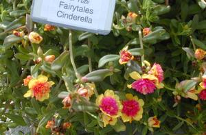 Portulaca x hybrida 'Fairytale Series' Moss Rose from Kansas Roots