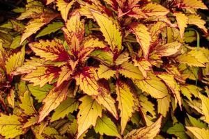 Solenostemon scutellarioides 'FlameThrower Spiced Curry' Coleus from Kansas Roots