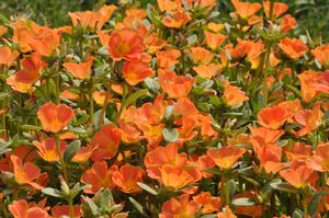Portulaca oleracea 'Pazzaz Series' Purslane from Kansas Roots