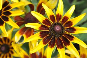 Rudbeckia hirta 'Denver Daisy™' Black-eyed Susan from Kansas Roots
