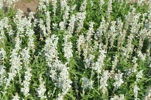 Salvia farinacea 'Evolution White' Mealy Cup Sage from Kansas Roots