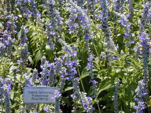 Salvia farinacea 'Reference' Mealycup Sage from Kansas Roots