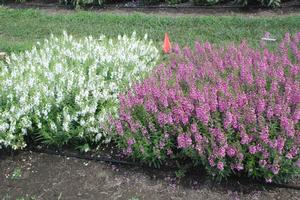 Angelonia 'Sungelonia Series' Summer Snapdragon from Kansas Roots