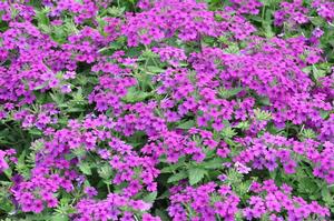 Verbena x hybrida 'Superbena® Purple' Verbena from Kansas Roots