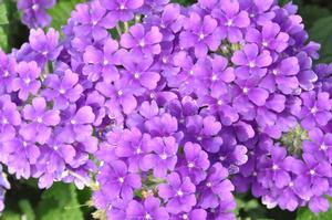 Verbena x hybrida 'Temari® Blue' Verbena from Kansas Roots