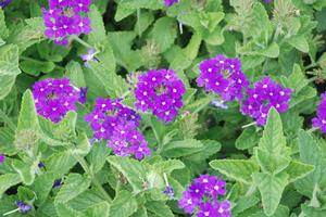 Verbena x hybrida 'Temari® Patio Blue' Wishbone Flower from Kansas Roots