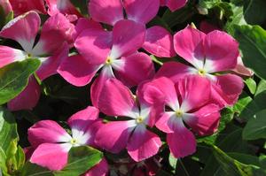 Catharanthus roseus 'Mediterranean series' Vinca from Kansas Roots
