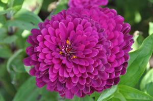 Zinnia elegans 'Benary's Giant Series' Zinnia from Kansas Roots