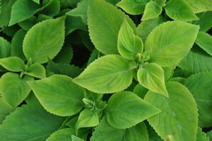 Solenostemon scutellarioides 'Lime Delight' Coleus from Kansas Roots
