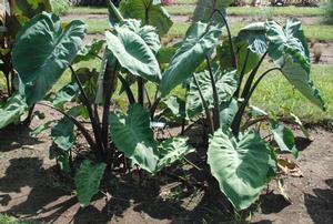Colocasia esculenta 'Heart of the Jungle' Elephant Ear from Kansas Roots