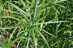 Cyperus involucratus 'Baby Tut®' Umbrella Grass from Kansas Roots