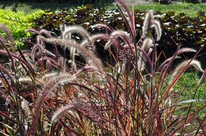 Pennisetum setaceum 'Fireworks' Fountain Grass from Kansas Roots