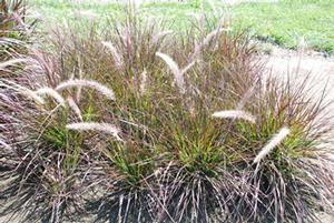 Pennisetum setaceum 'Red Riding Hood' Fountain Grass from Kansas Roots