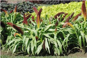 Pennisetum glaucum 'Jade Princess' Ornamental Millet from Kansas Roots