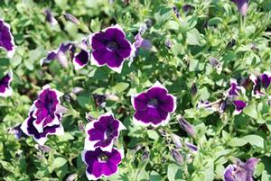 Petunia x hybrida 'Cascadias Rim Violet' Petunia from Kansas Roots