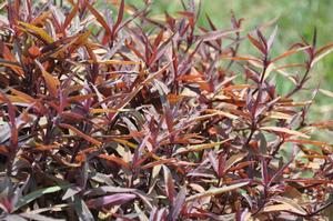 Alternanthera dentata 'Royal Tapestry' Calico Plant from Kansas Roots