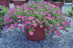 Calibrachoa 'Noa™ Mega Pink' Million Bells from Kansas Roots
