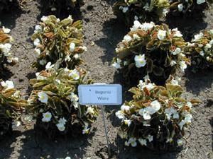 Begonia semperflorens 'Cocktail Whiskey' Begonia from Kansas Roots