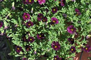 Calibrachoa 'Can-Can® Purple Star' Million Bells from Kansas Roots