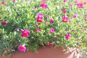 Calibrachoa 'Superbells® Cherry Red' Million Bells from Kansas Roots