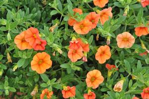 Calibrachoa 'Superbells® Dreamsicle' Million Bells from Kansas Roots
