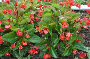 Begonia x benariensis 'Whopper Series' Begonia from Kansas Roots