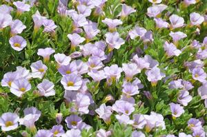 Calibrachoa 'Superbells® Miss Lilac' Million Bells from Kansas Roots