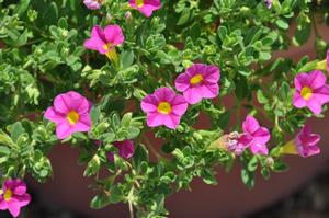 Calibrachoa 'Superbells® Pink' Million Bells from Kansas Roots
