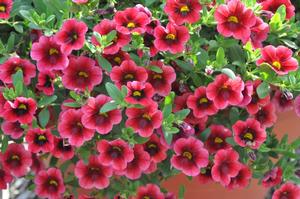 Calibrachoa 'Superbells® Pomegranate Punch' Million Bells from Kansas Roots