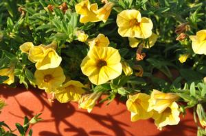 Calibrachoa 'Superbells® Saffron' Million Bells from Kansas Roots