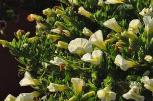 Calibrachoa 'Superbells® Yellow Chiffon' Million Bells from Kansas Roots