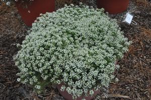 Lobularia 'Giga White' Alyssum from Kansas Roots