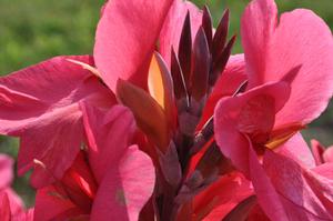 Canna 'Magic Pink' Canna from Kansas Roots