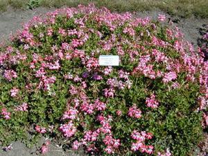 Pelargonium peltatum 'Cascade® Lila Compact' Ivy Geranium from Kansas Roots