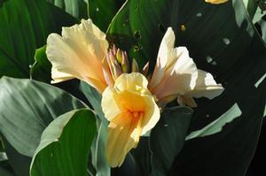 Canna 'Shining Diva' Canna from Kansas Roots