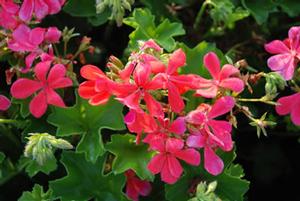 Pelargonium x 'Caliente Coral' Interspecific Geranium from Kansas Roots