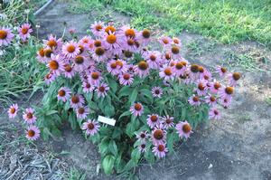 Echinacea purpurea 'Merlot' Coneflower from Kansas Roots