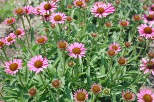 Echinacea 'Pixie Meadowbrite™' Coneflower from Kansas Roots