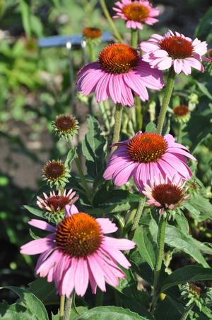Echinacea purpurea 'Prairie Splendor™' Coneflower from Kansas Roots