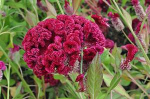 Celosia argentea var. cristata 'Cramer's Burgundy' Cockscomb from Kansas Roots