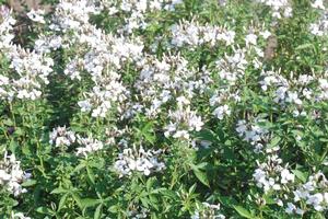 Cleome 'Senorita Blanca®' Spider Flower from Kansas Roots
