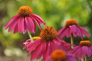 Echinacea purpurea 'PowWow® Wild Berry' Coneflower from Kansas Roots