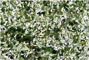 Euphorbia hypericifolia 'Diamond Frost®' Euphorbia from Kansas Roots
